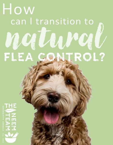 How to transition to natural flea and tick control